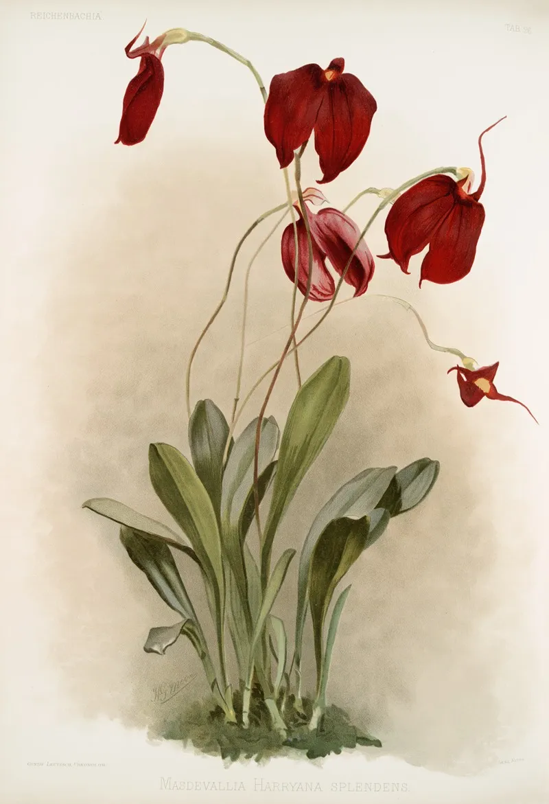 Masdevallia Harryana Splendens by Frederick Sander - Canvas Print