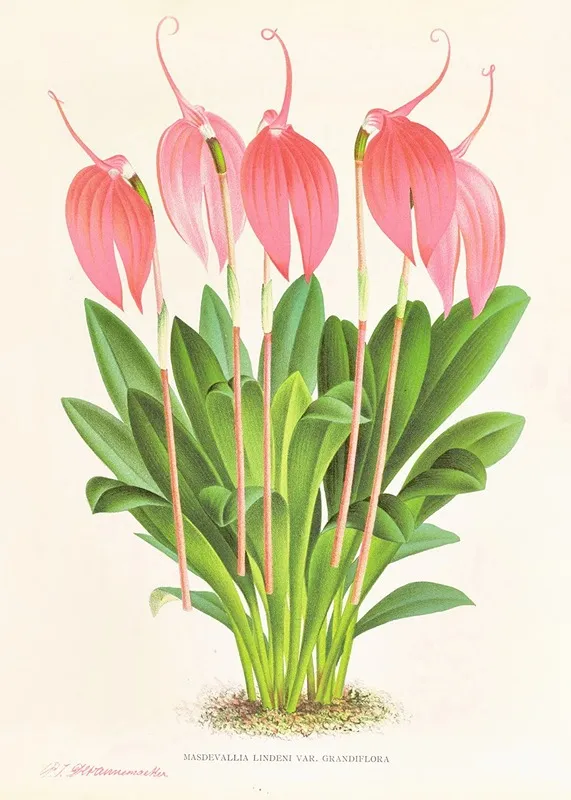Masdevallia Lindeni Var Grandiflora
