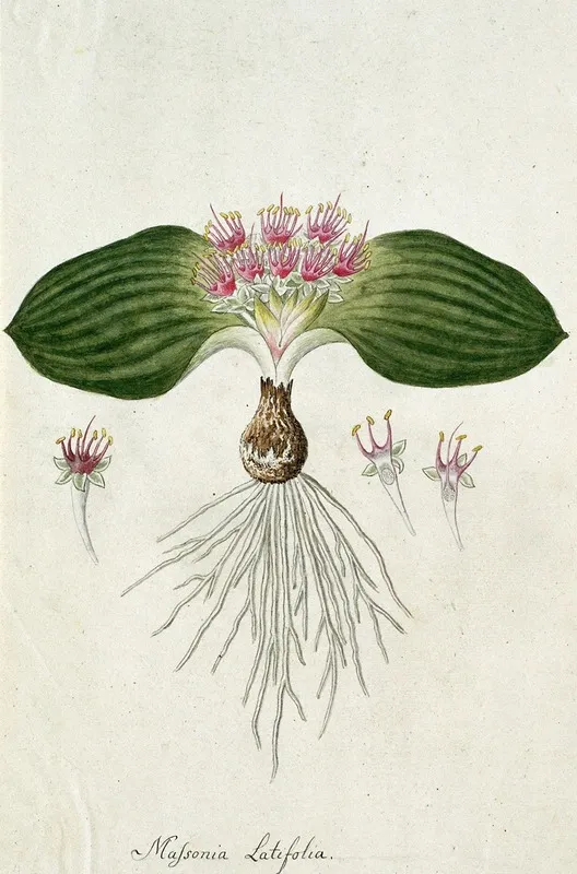 Massonia Depressa Houtt