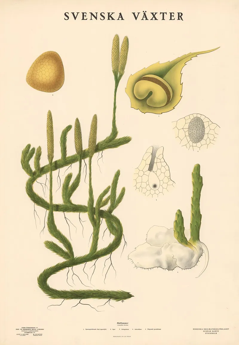 Mattlummer Lycopodium Clavatum