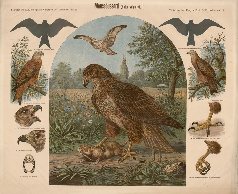 Mausebussard Bueto Vulgaris