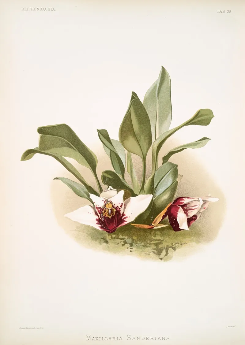 Maxillaria Sanderiana by Frederick Sander - Canvas Print