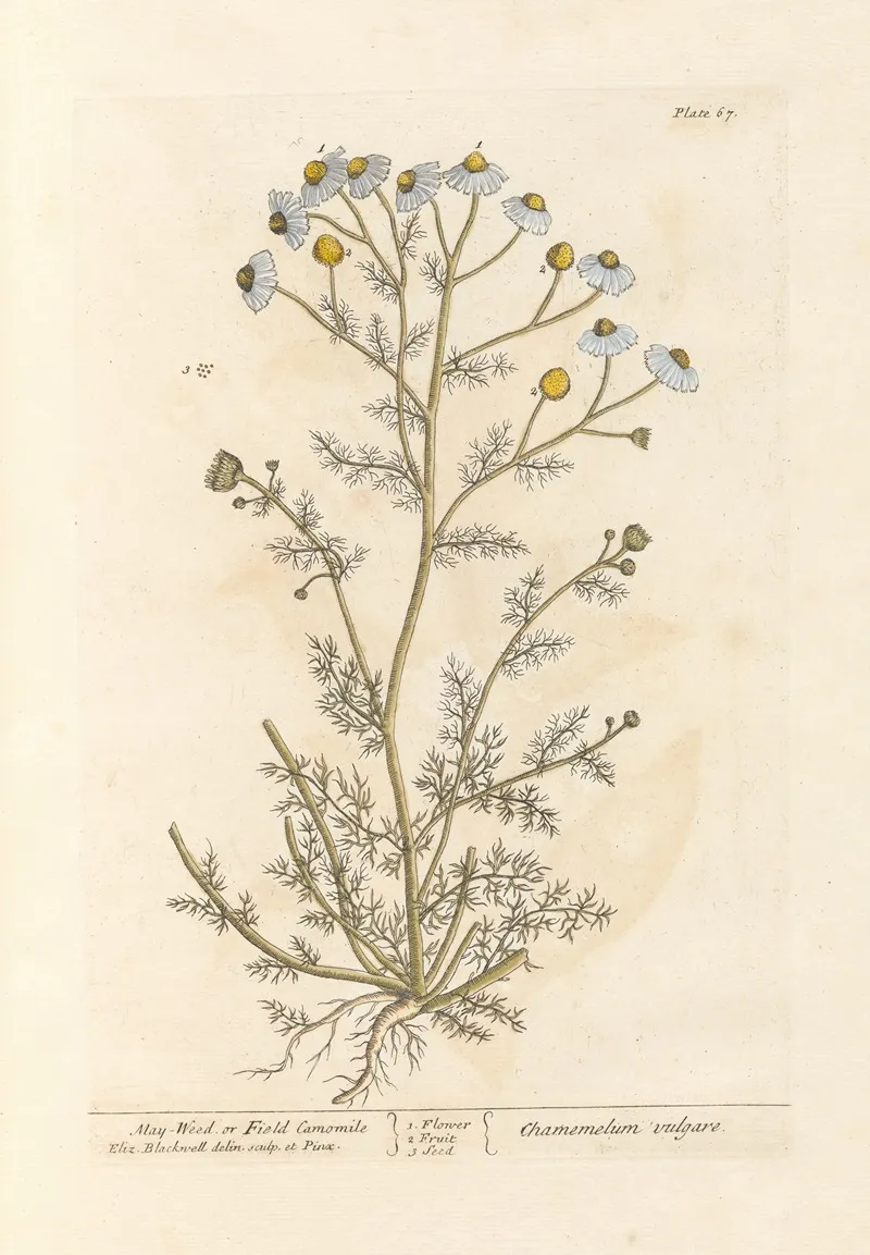 May Weed Or Faetid Camomile