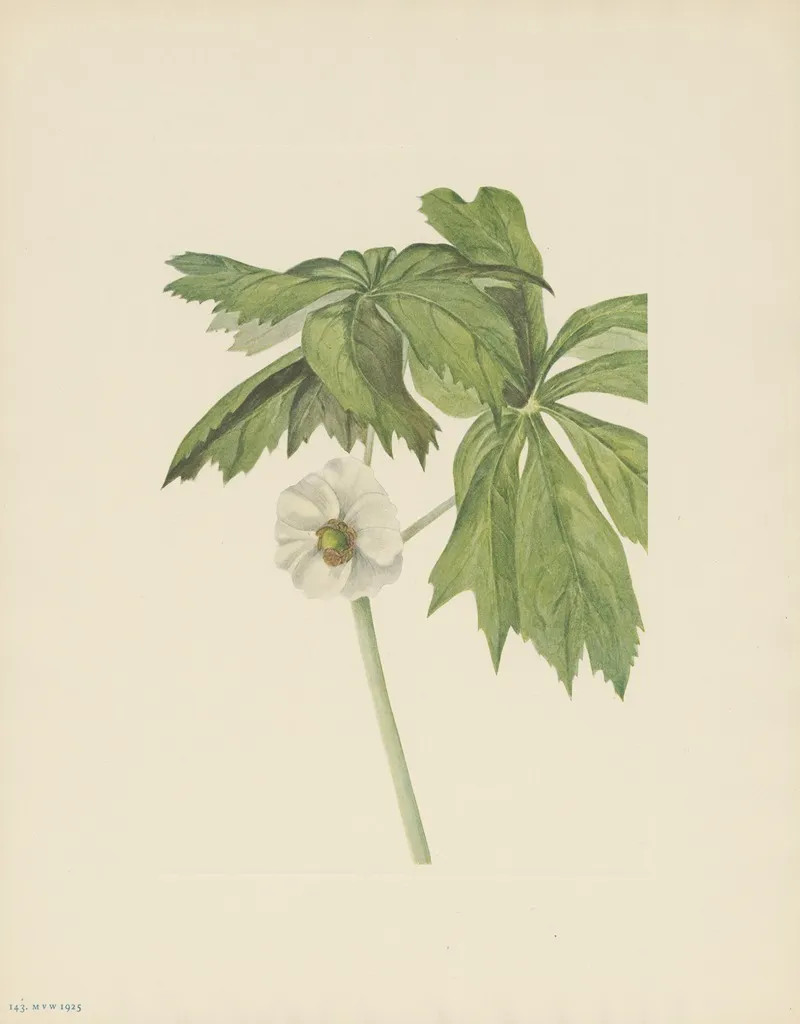 Mayapple Podophyllum Peltatum 2
