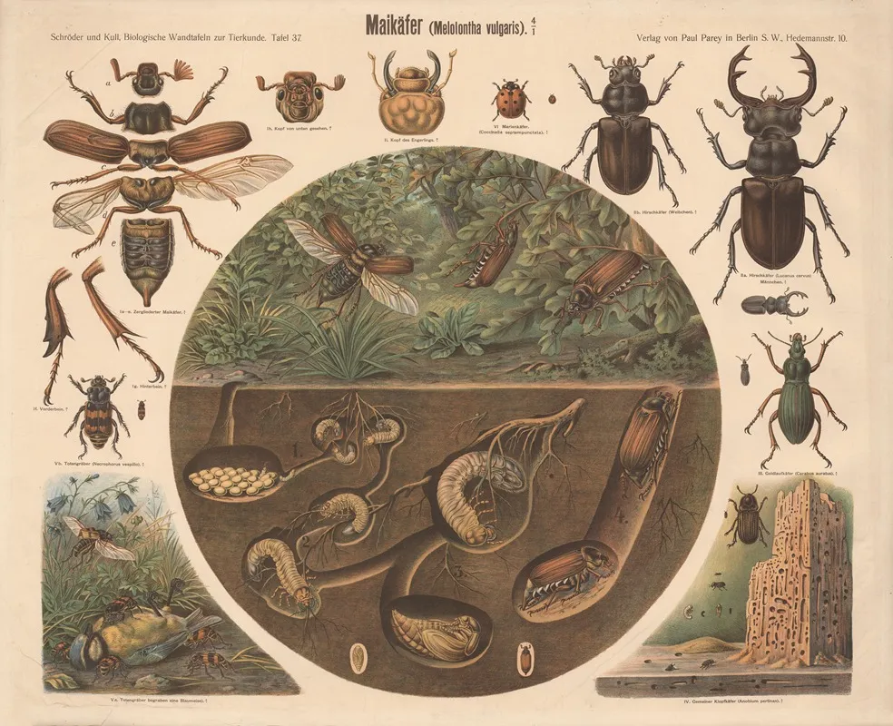 Maybeetle Melolontha Vulgaris by Albert Kull - Canvas Print