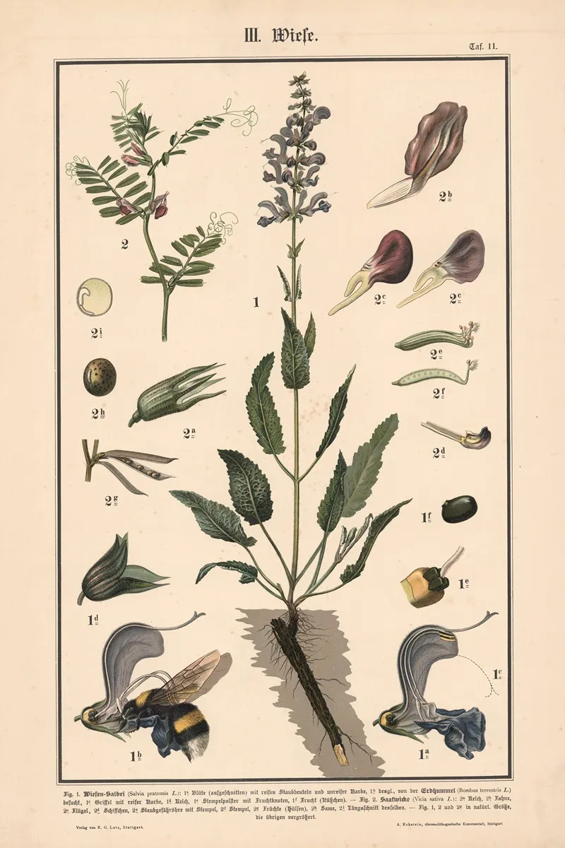 Meadow Sage Common Vetch by Albert Kull - Canvas Print