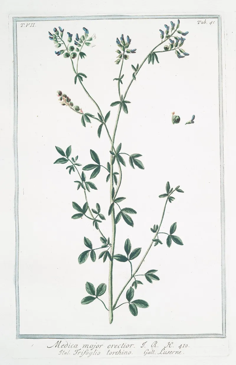 Medica Major Erectior Trifoglio Torchino Luserne Medicago Sativa Alfalfa