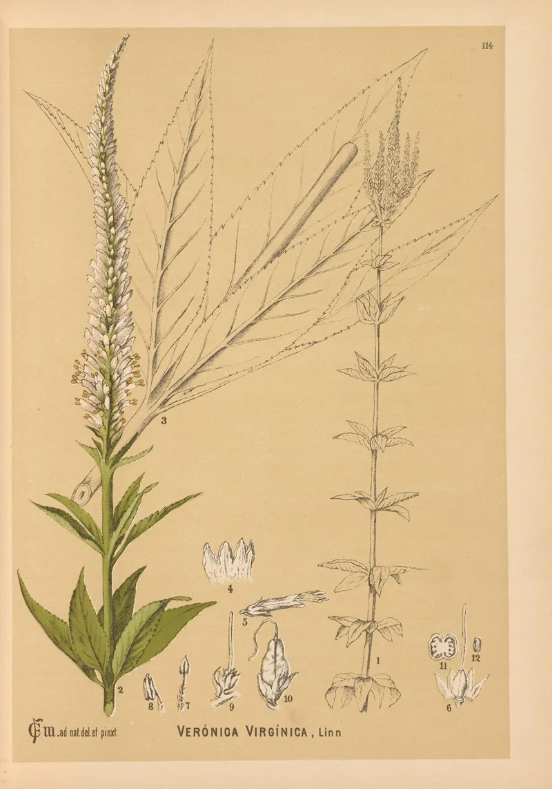 Medicinal Plants Pl 007 by Charles Frederick Millspaugh - Canvas Print