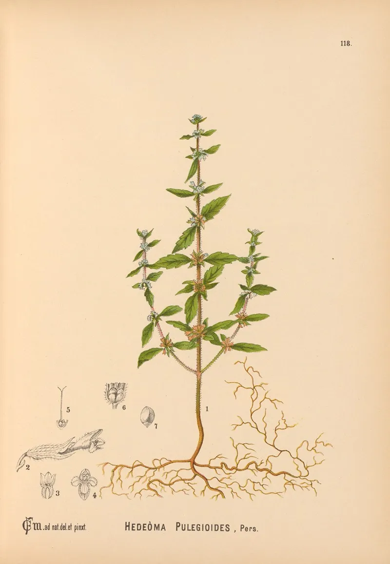 Medicinal Plants Pl 011 by Charles Frederick Millspaugh - Canvas Print
