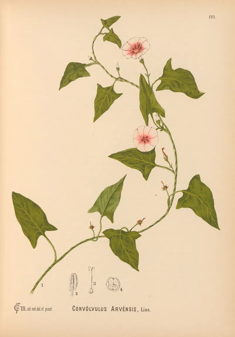 Medicinal Plants Pl 017