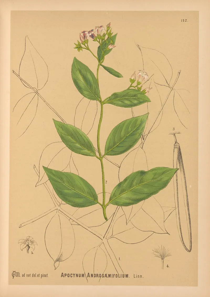 Medicinal Plants Pl 027 by Charles Frederick Millspaugh - Canvas Print