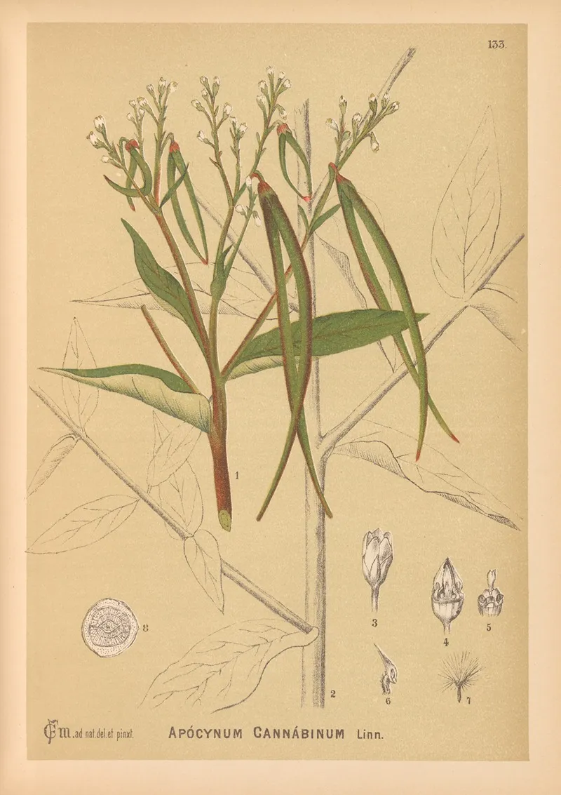 Medicinal Plants Pl 028 by Charles Frederick Millspaugh - Canvas Print