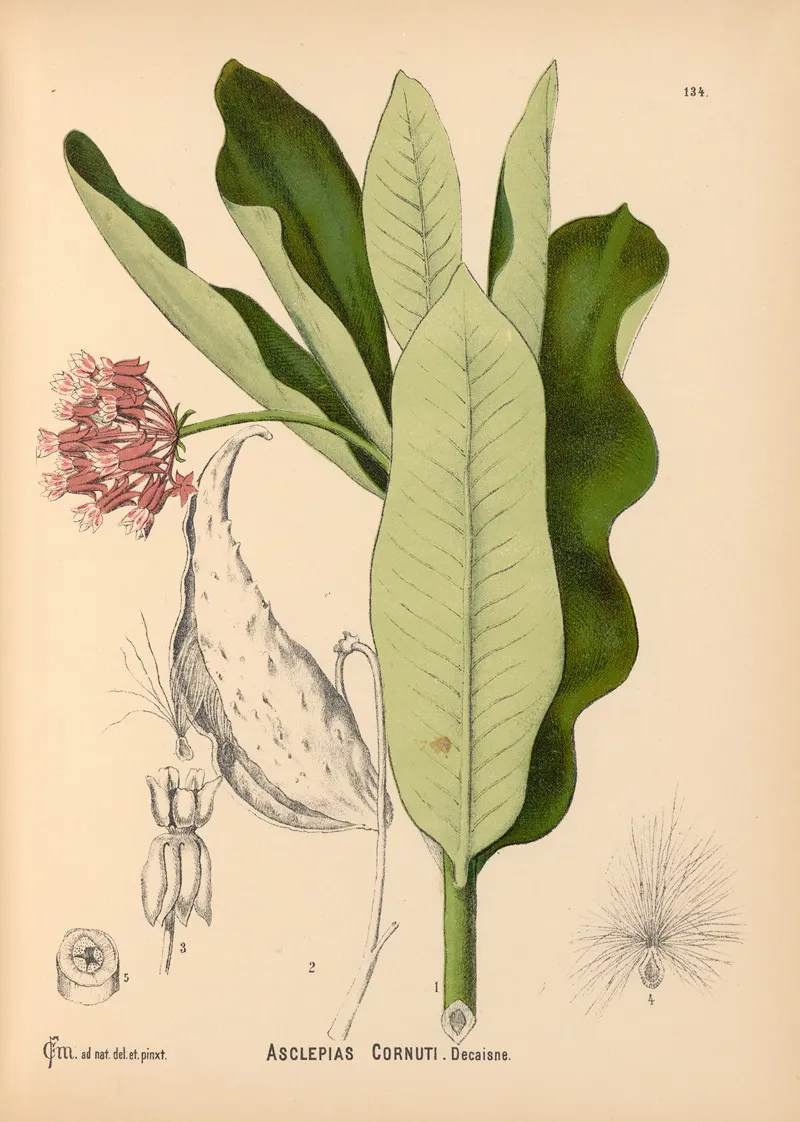 Medicinal Plants Pl 029