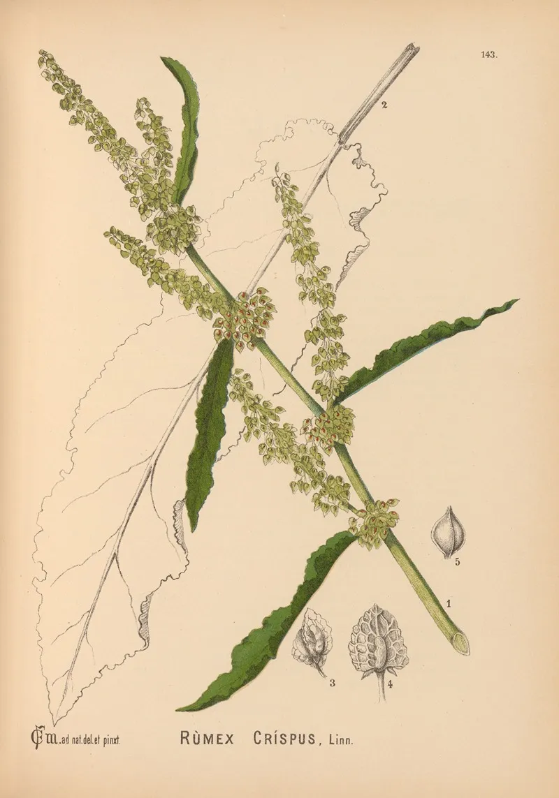 Medicinal Plants Pl 039 by Charles Frederick Millspaugh - Canvas Print