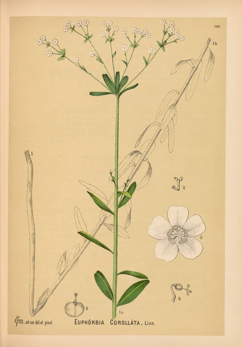 Medicinal Plants Pl 044 by Charles Frederick Millspaugh - Canvas Print