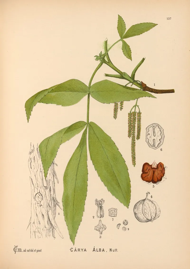 Medicinal Plants Pl 054 by Charles Frederick Millspaugh - Canvas Print