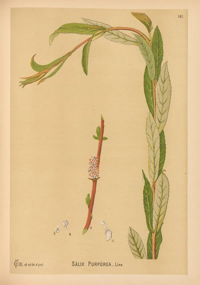 Medicinal Plants Pl 059