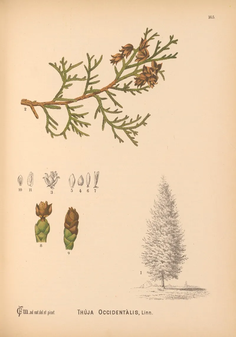 Medicinal Plants Pl 063