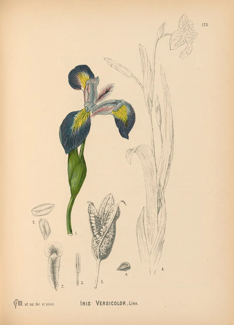 Medicinal Plants Pl 072