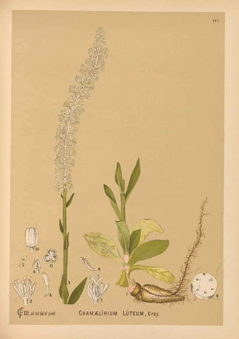 Medicinal Plants Pl 076 by Charles Frederick Millspaugh - Canvas Print