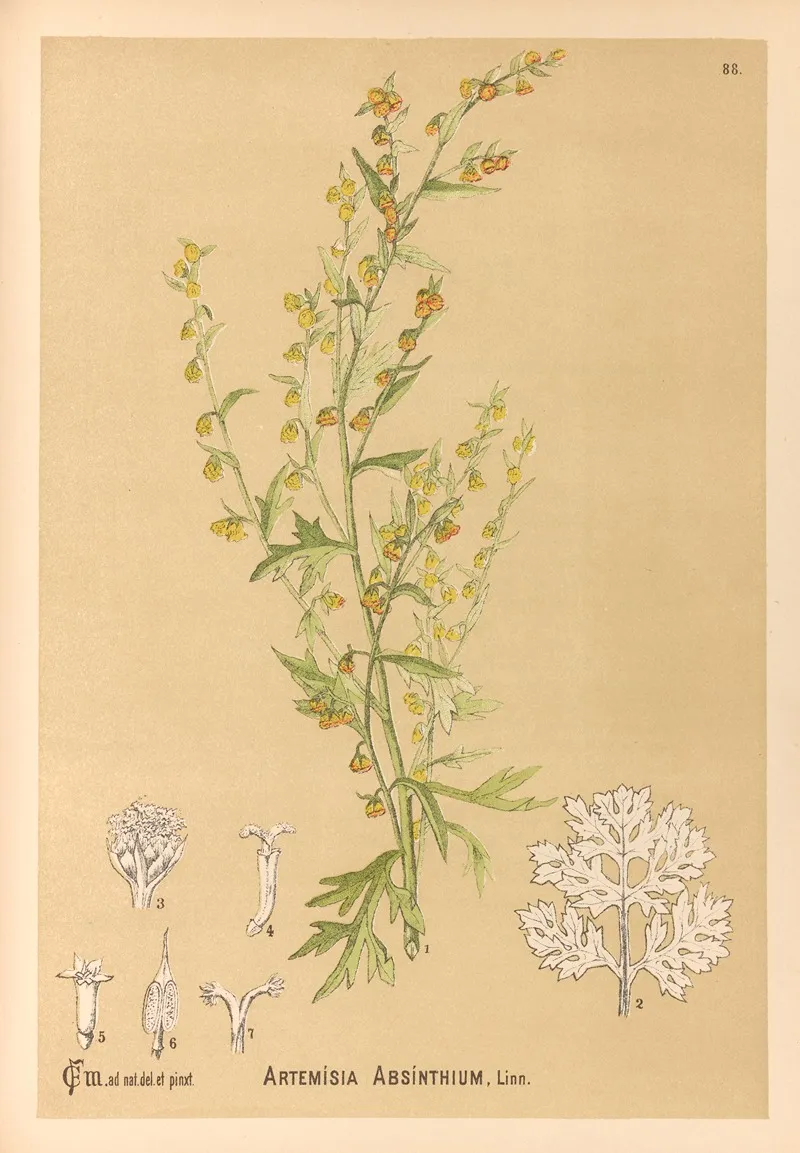 Medicinal Plants Pl 082 by Charles Frederick Millspaugh - Canvas Print