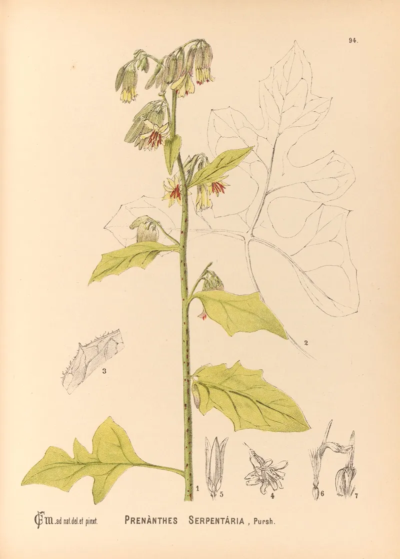 Medicinal Plants Pl 088