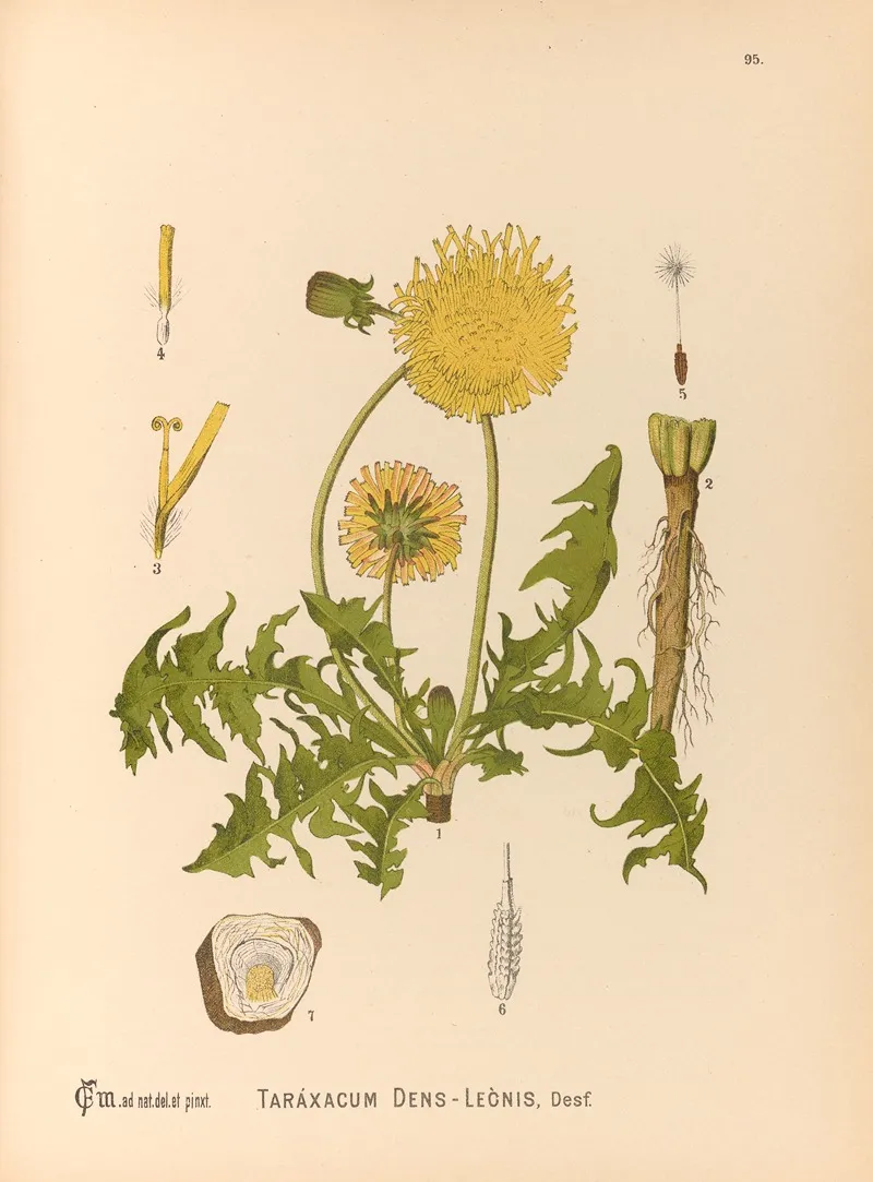 Medicinal Plants Pl 089