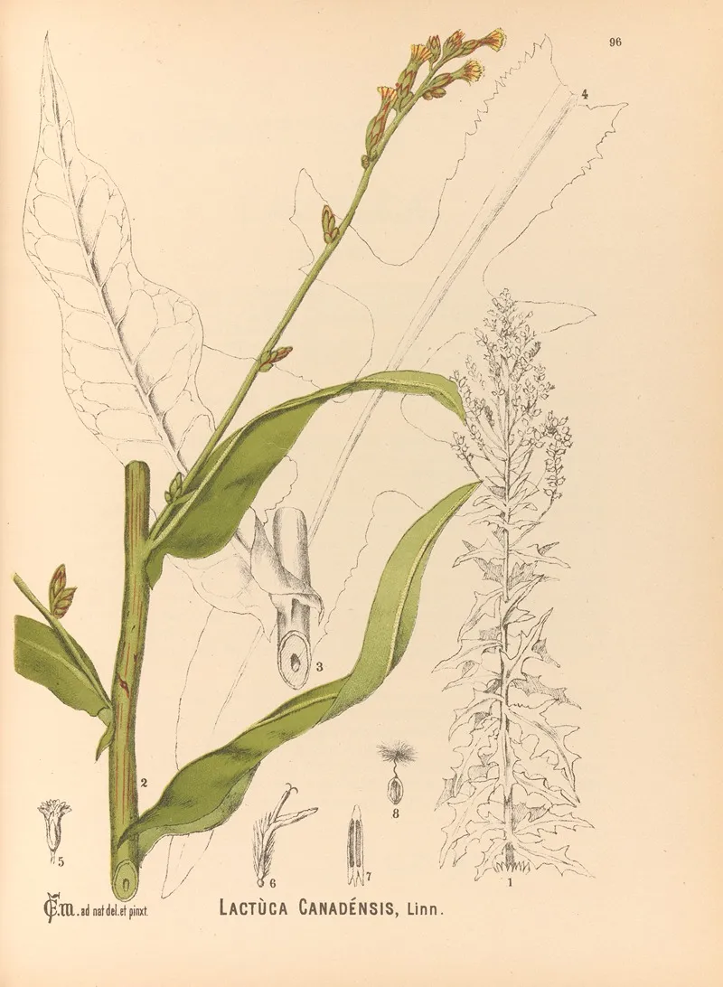 Medicinal Plants Pl 090