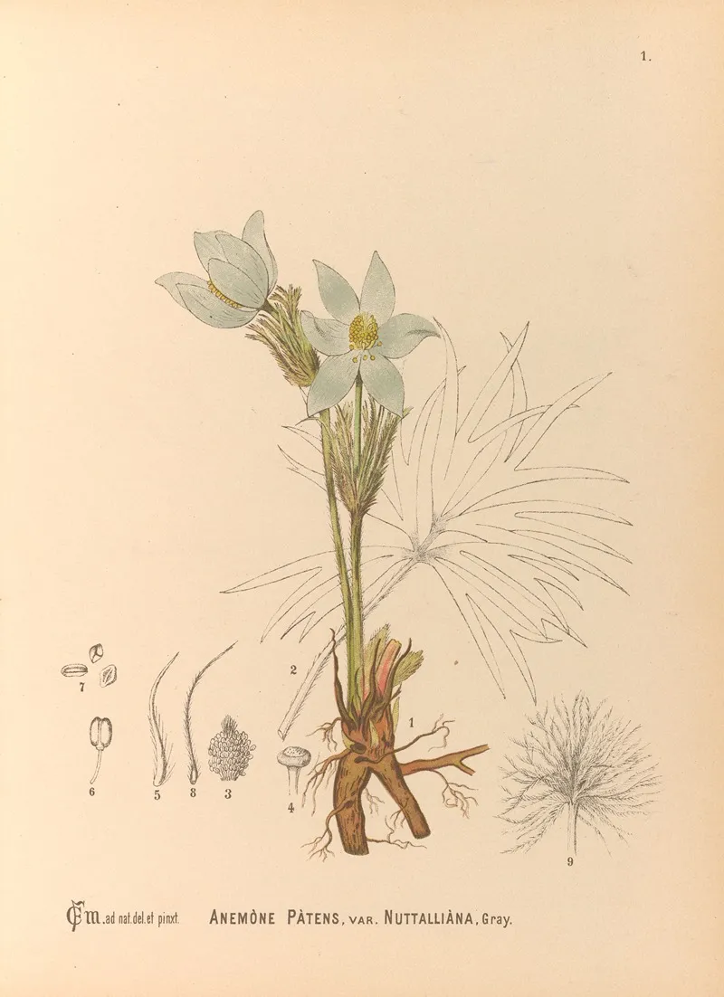 Medicinal Plants Pl 094