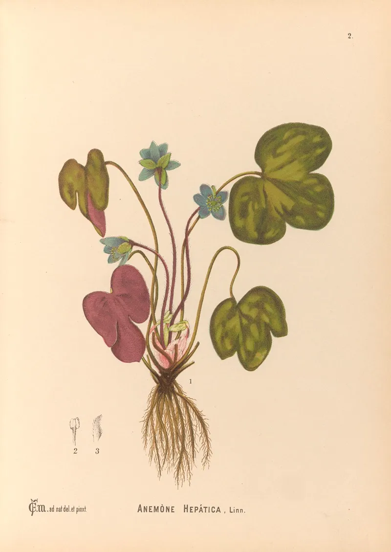 Medicinal Plants Pl 095