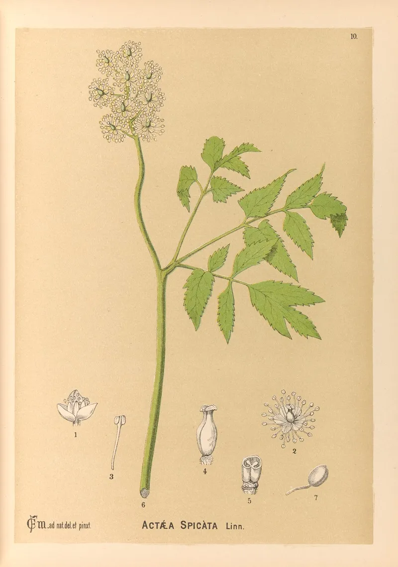 Medicinal Plants Pl 103 by Charles Frederick Millspaugh - Canvas Print