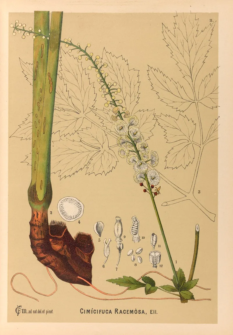 Medicinal Plants Pl 104 by Charles Frederick Millspaugh - Canvas Print