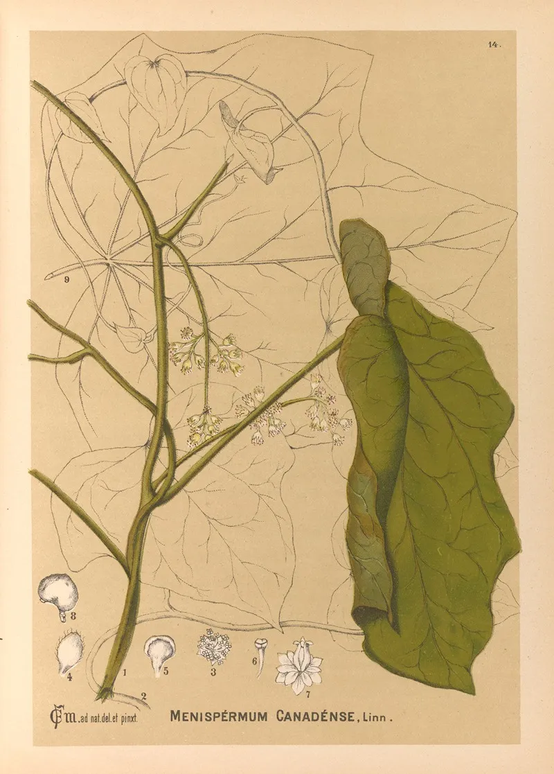 Medicinal Plants Pl 107