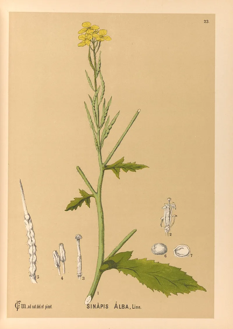 Medicinal Plants Pl 116