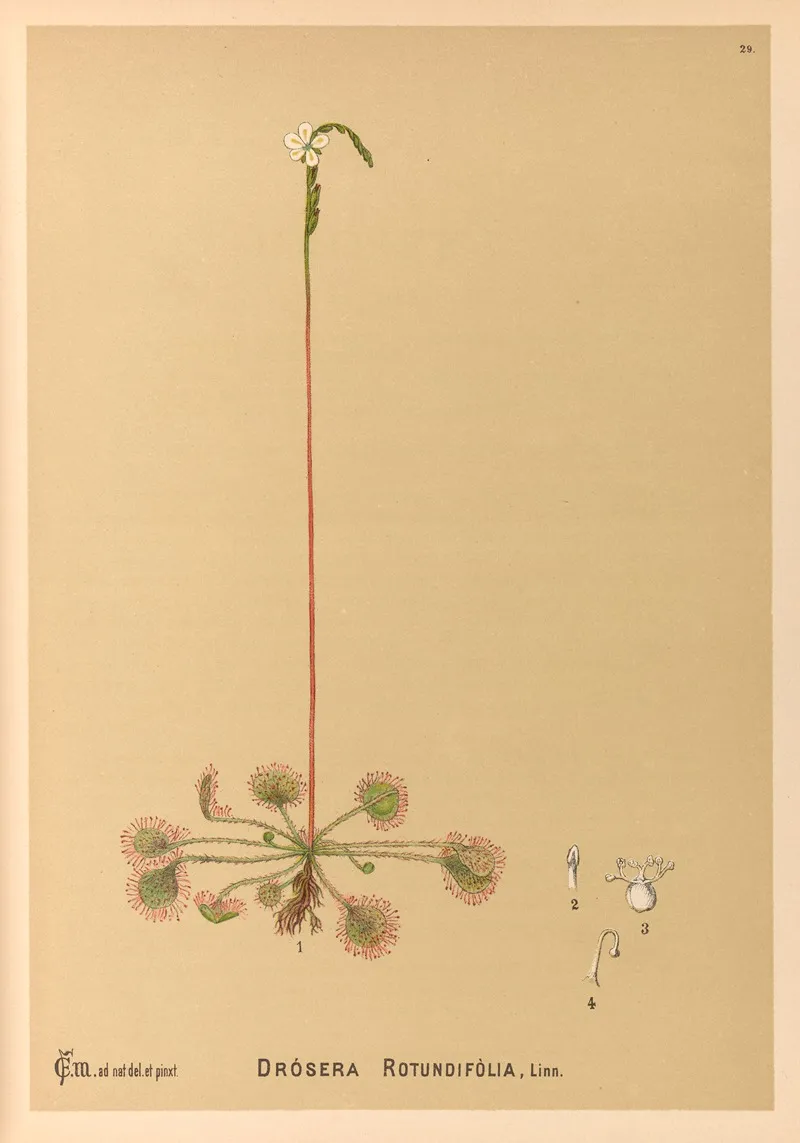 Medicinal Plants Pl 122 by Charles Frederick Millspaugh - Canvas Print
