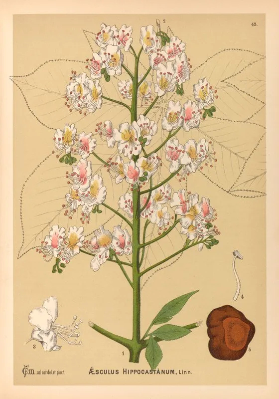 Medicinal Plants Pl 136