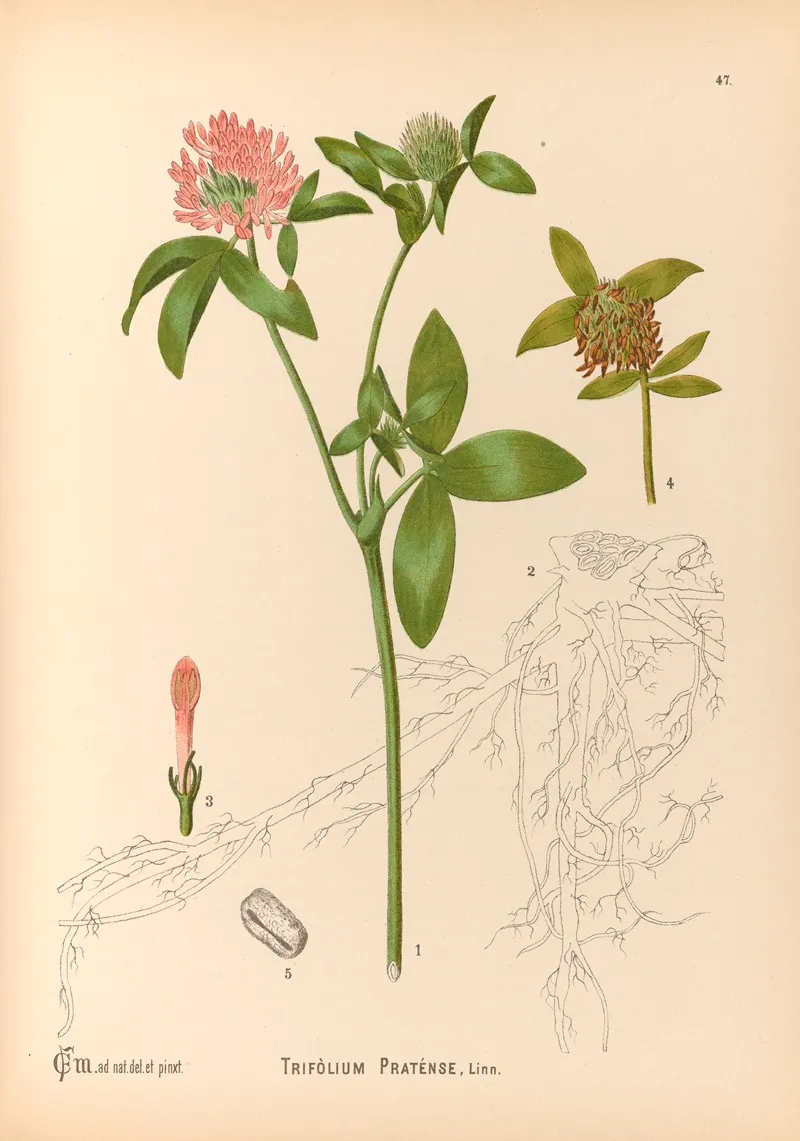 Medicinal Plants Pl 140 by Charles Frederick Millspaugh - Canvas Print