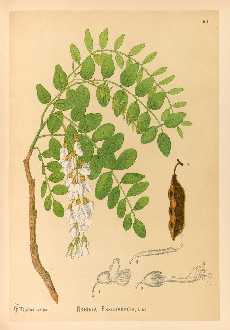 Medicinal Plants Pl 143