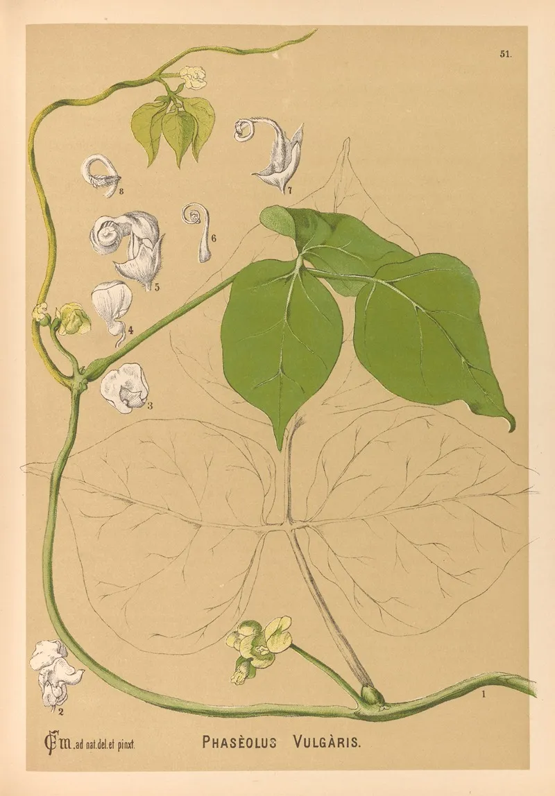 Medicinal Plants Pl 144