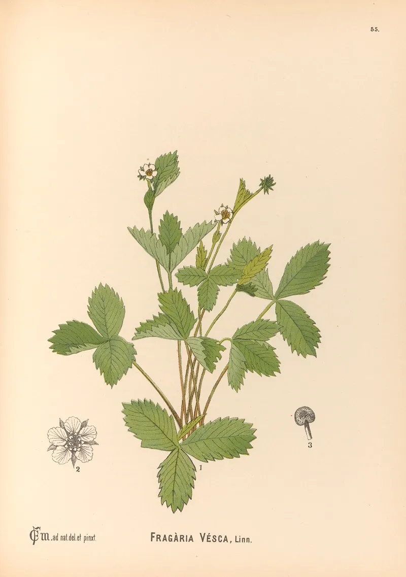 Medicinal Plants Pl 148 by Charles Frederick Millspaugh - Canvas Print