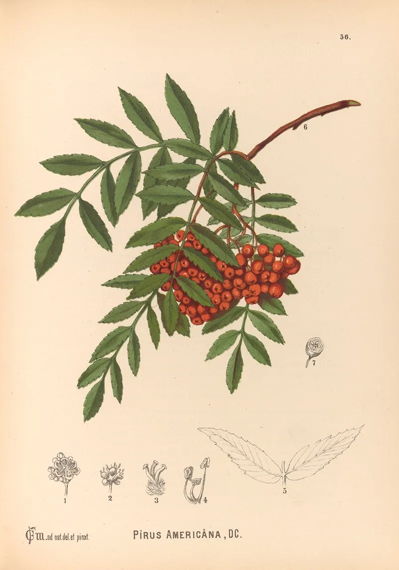 Medicinal Plants Pl 149