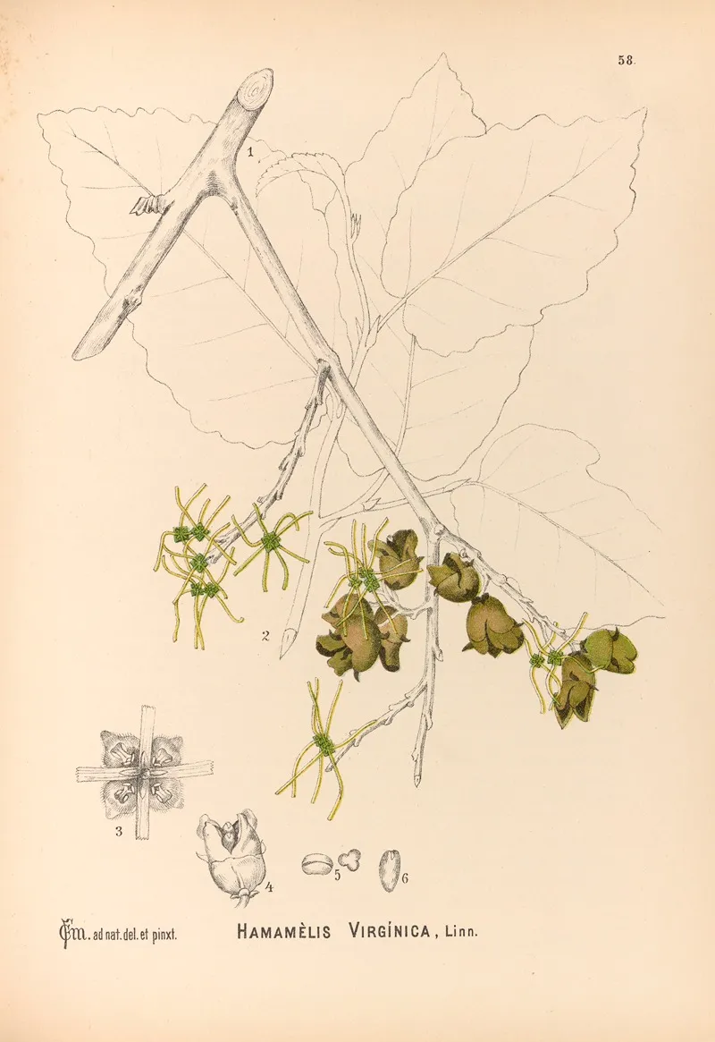 Medicinal Plants Pl 151 by Charles Frederick Millspaugh - Canvas Print