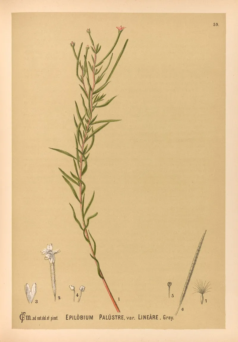 Medicinal Plants Pl 152 by Charles Frederick Millspaugh - Canvas Print