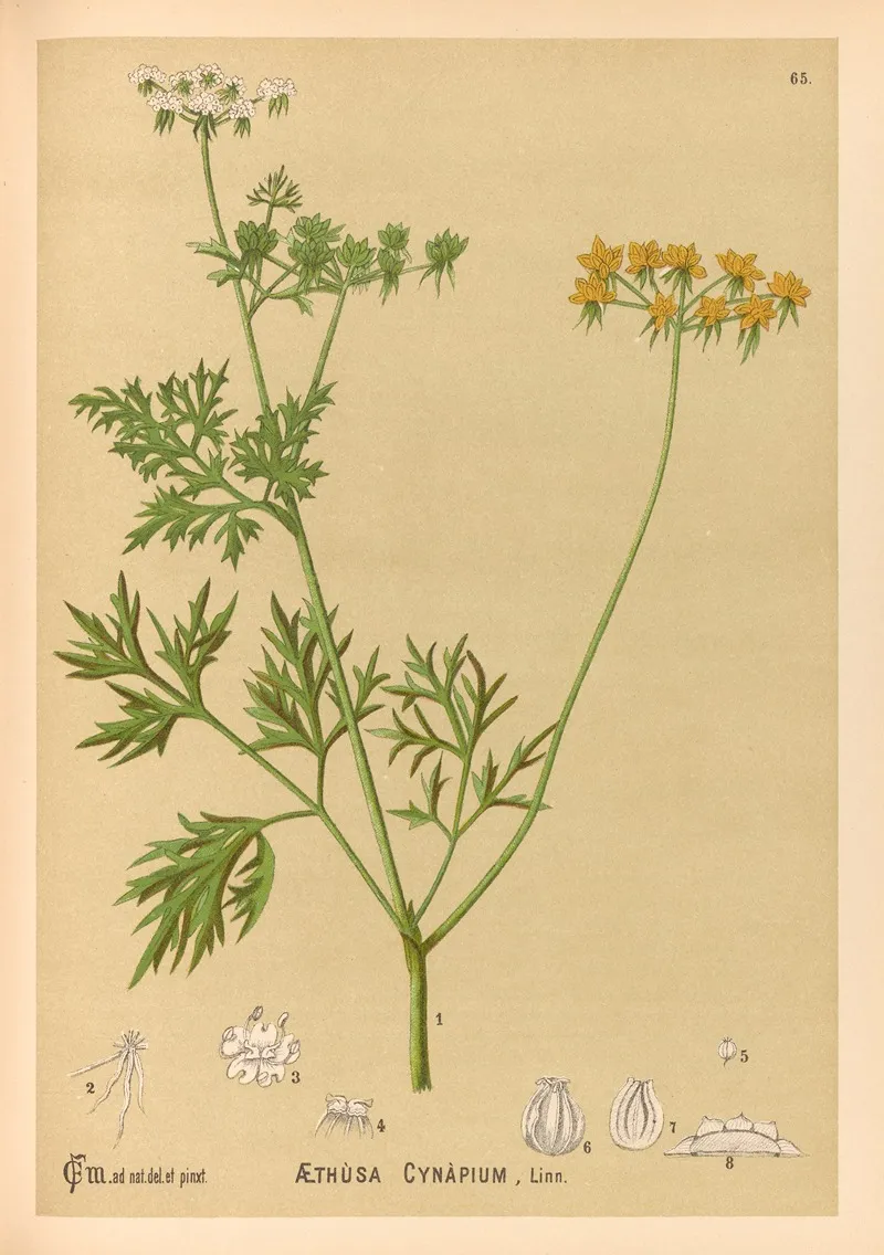 Medicinal Plants Pl 158 by Charles Frederick Millspaugh - Canvas Print
