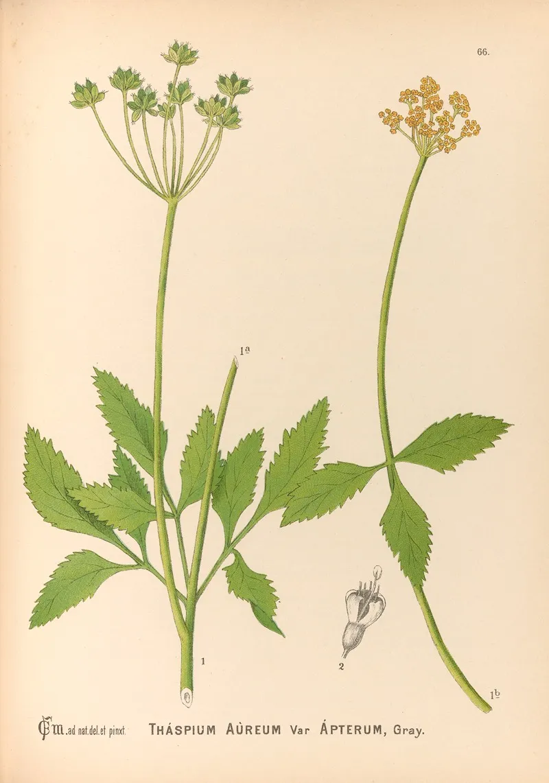 Medicinal Plants Pl 159 by Charles Frederick Millspaugh - Canvas Print