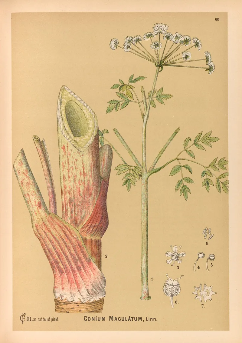 Medicinal Plants Pl 161 by Charles Frederick Millspaugh - Canvas Print