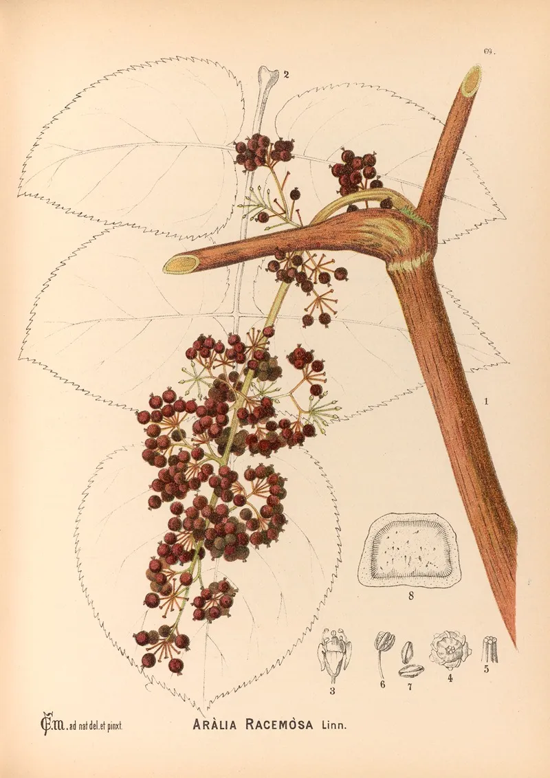 Medicinal Plants Pl 162 by Charles Frederick Millspaugh - Canvas Print