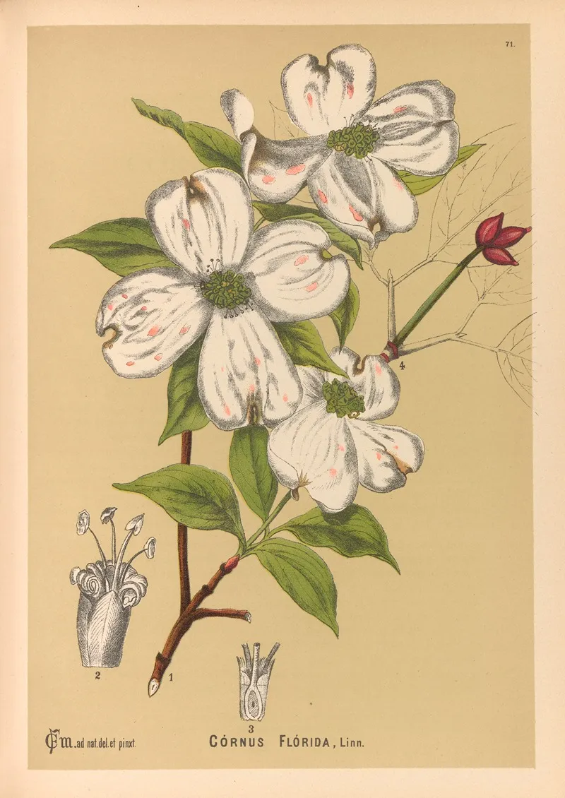 Medicinal Plants Pl 164