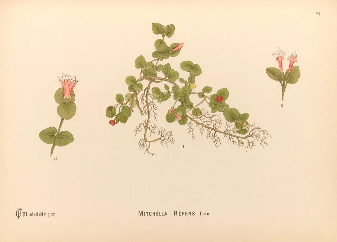 Medicinal Plants Pl 170 by Charles Frederick Millspaugh - Canvas Print