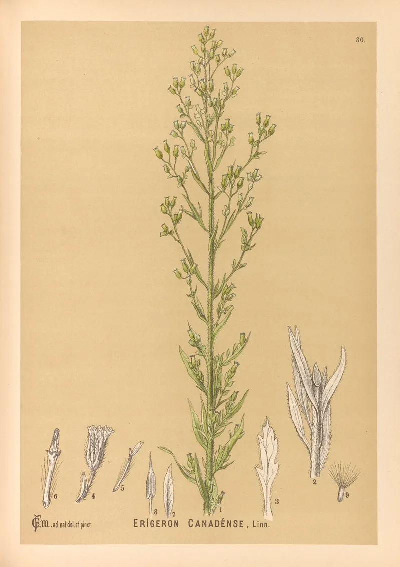 Medicinal Plants Pl 173 by Charles Frederick Millspaugh - Canvas Print